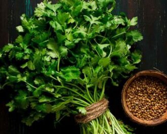 Coriander for Indian Curry recipes